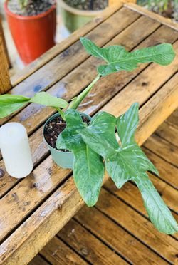 Live indoor Philodendron bipennifolium (Horsehead) plant in a plastic nursery pot—firm price