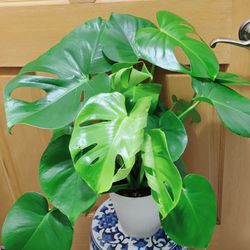 Monstera Deliciosa Plants