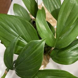 EPIPREMNUM PINNATUM In 6 Inches Pot, 12 Inches Long 