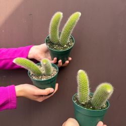 4” monkey tail cactus 