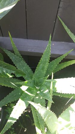 Aloe vera
