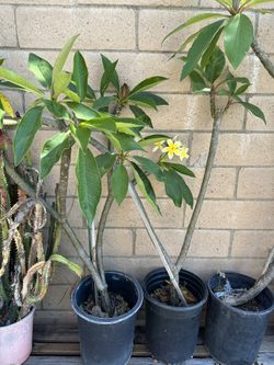 Plumeria Tree