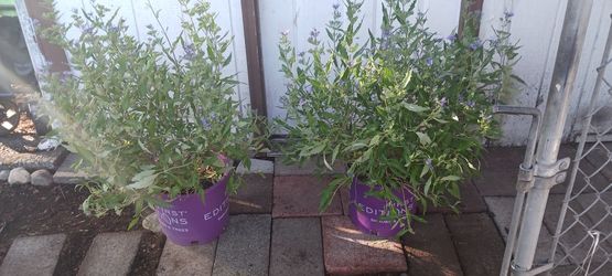 Sapphire Surf Bluebeard Shrubs (2)