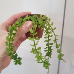 Peperomia Hofmannii