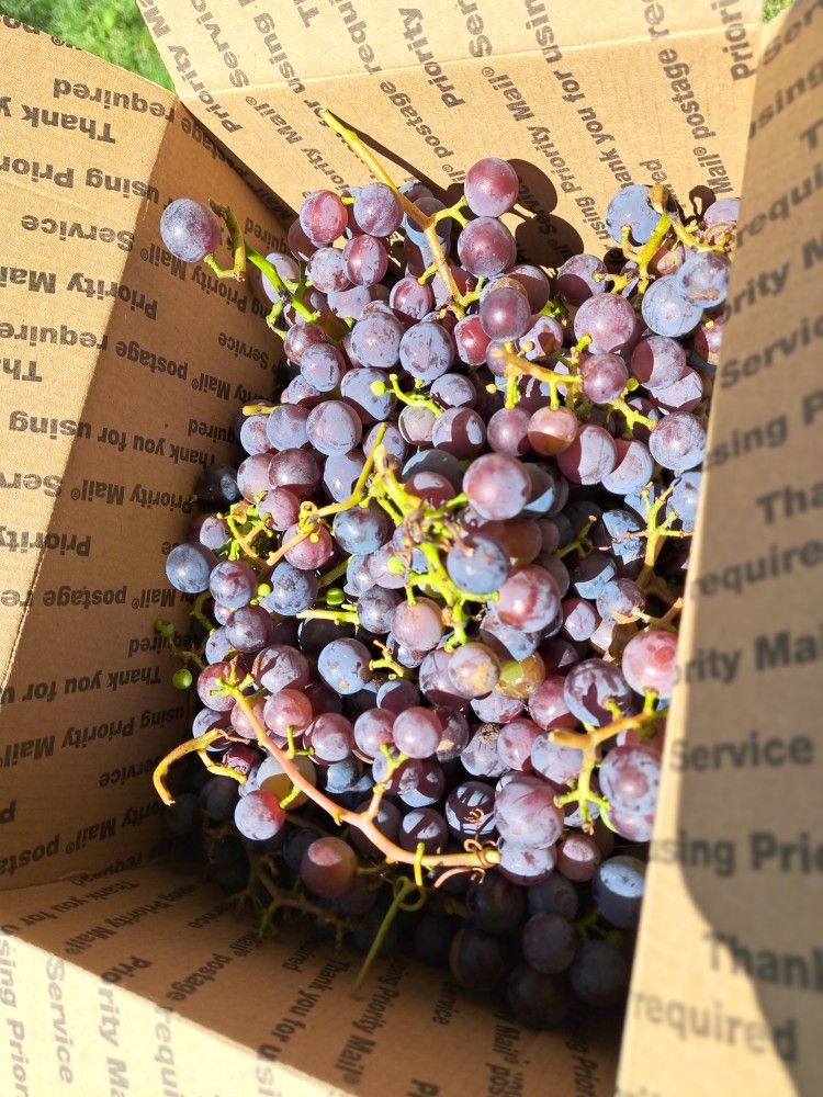 Organic Concord GRAPES