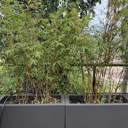 Modern Planters With Bamboo Plants