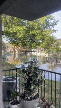 Star Jasmine Tree – 6 ft Tall | Decorative Pot + Fresh Soil + Plant Stand Included