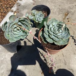 Rosette forming succulents 