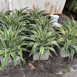 Agave Desmettiana In 3 gls Pot. SPECIAL PRICE 🤩