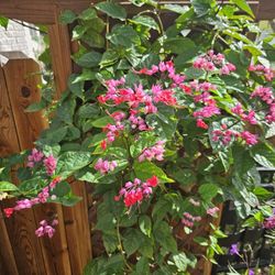 BLEEDING HEART PLANT