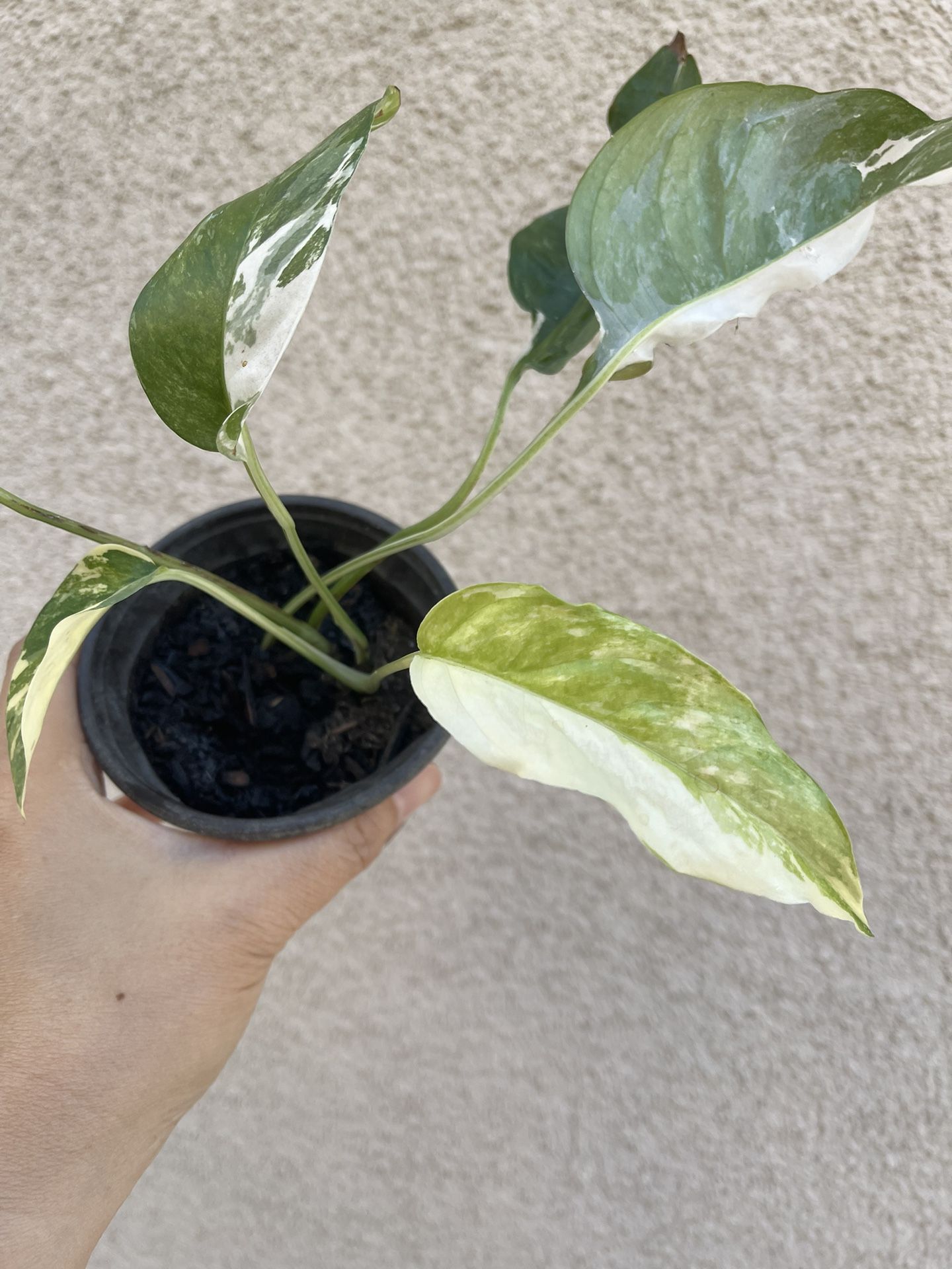 Albo Epi Plant