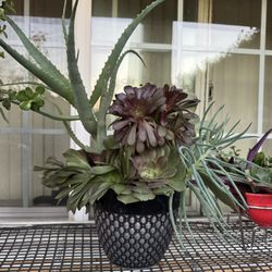 Succulent In Pot 