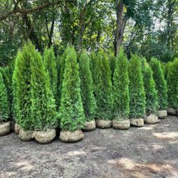 Privacy Tree Sale FREE DELIVERY! Emerald Green & Green Giants 