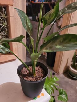 Aglaonema maria