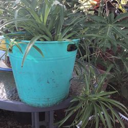 Plant In Blue Pot