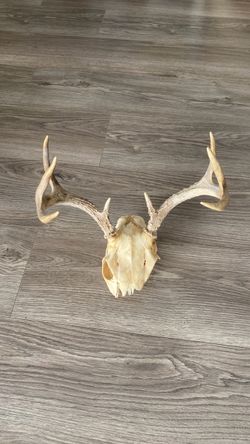 Animal skull
