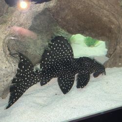 Pleco fish - Black Galaxy Vampire Pleco