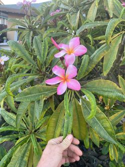 Large healthy rooted potted Plumeria plants