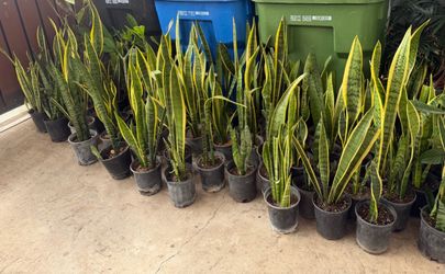 Snake plant