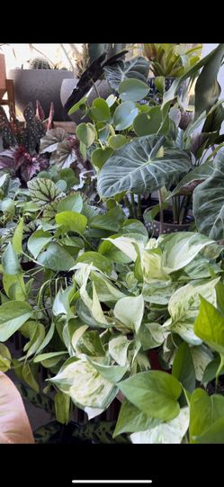 Plants Planters 