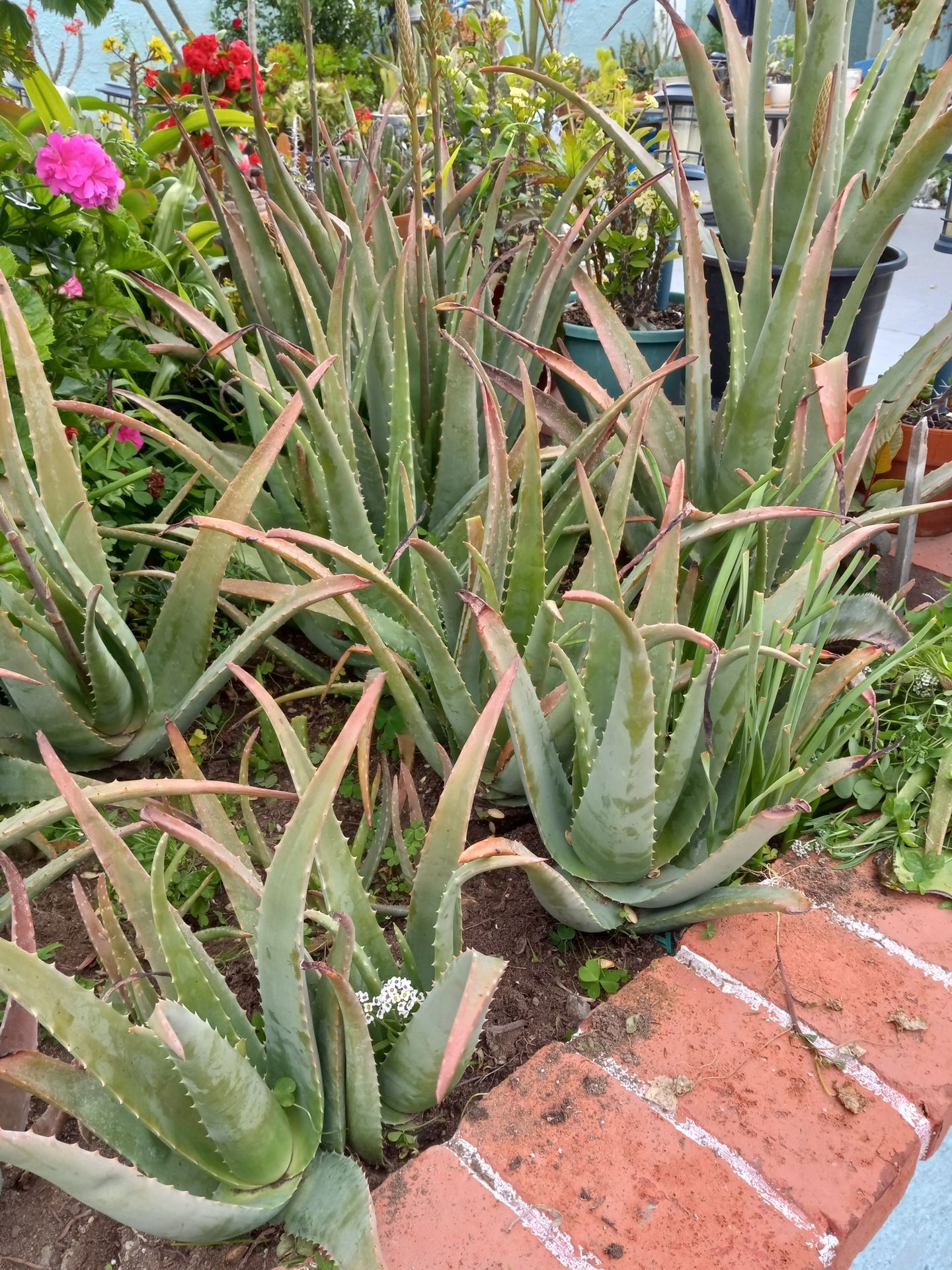 tengo Muchas Matas de Savila O aloe vera
