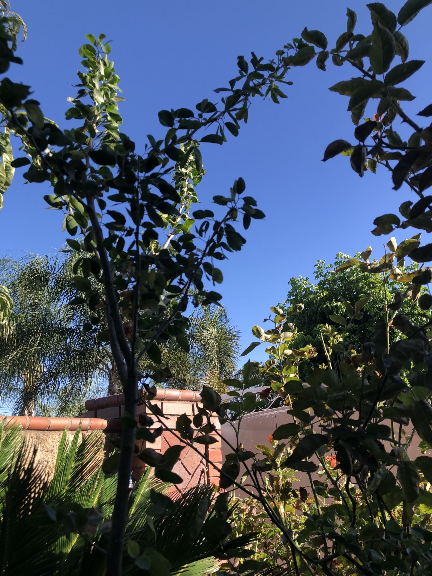 árbol de Guamuchil O Pinzan dos Para la Venta