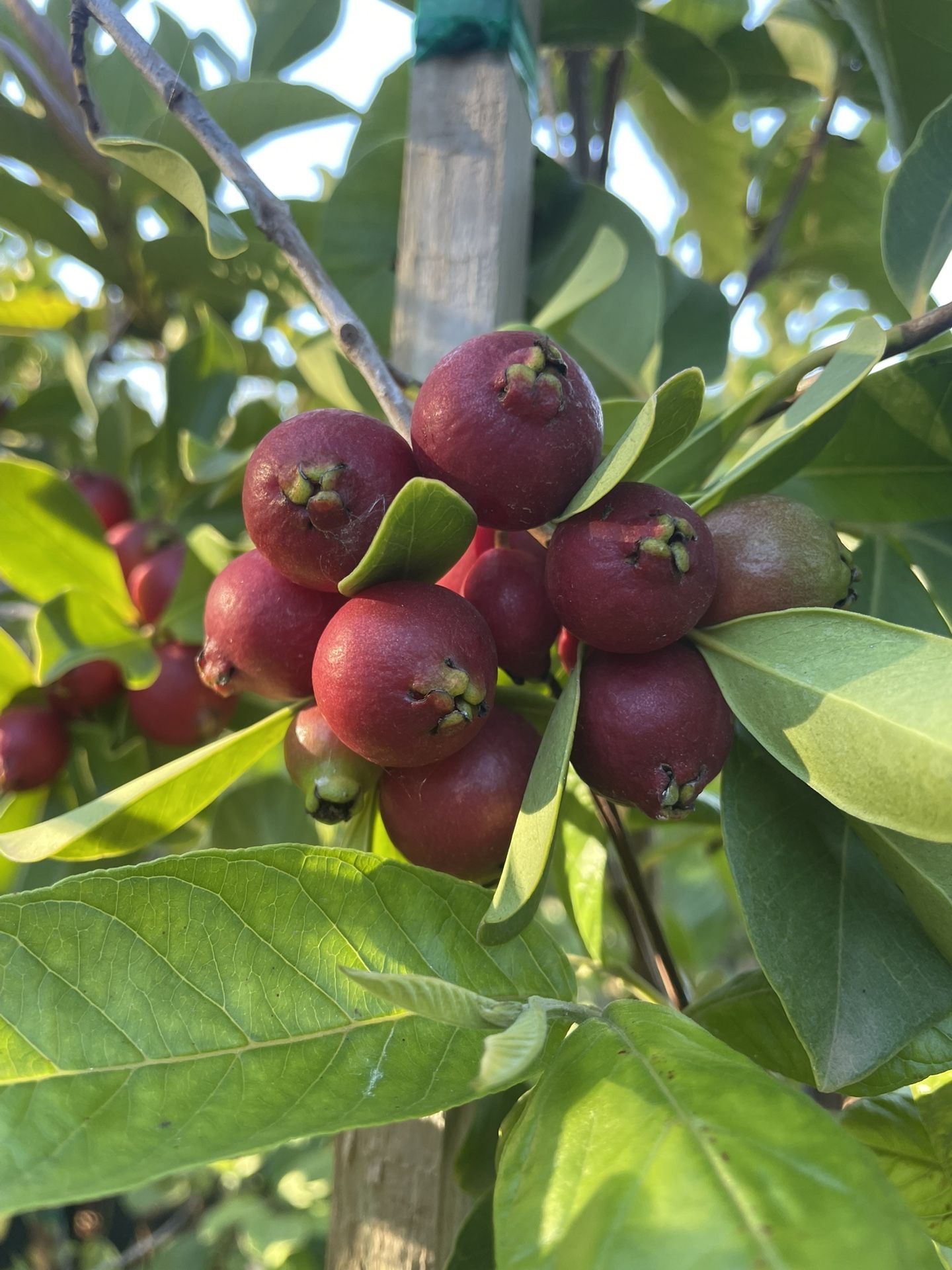 5 Gallon Size- Strawberry Guava Trees- Olive Trees- Banana Plants- Jujube Trees- Almond Trees- Mango Trees- Sapote Trees- Cherimoya Trees