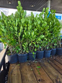 huge clusias podocarpus over 4 feet   instant privacy  Hedge  for fences
