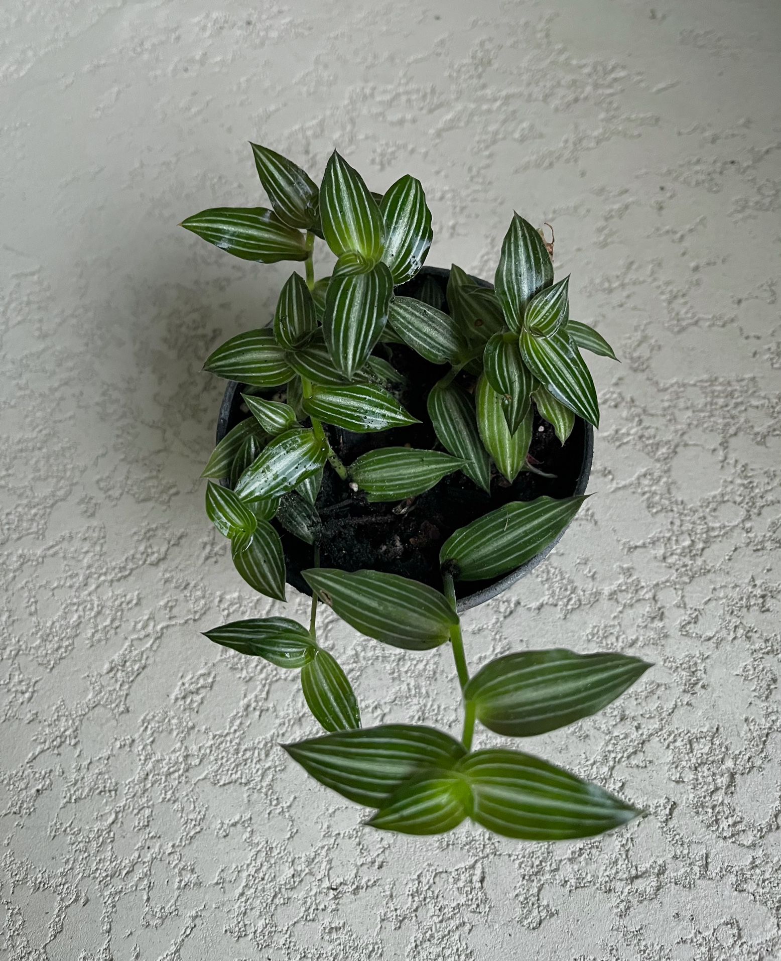 Tradescantia Callisia Elegans Plant