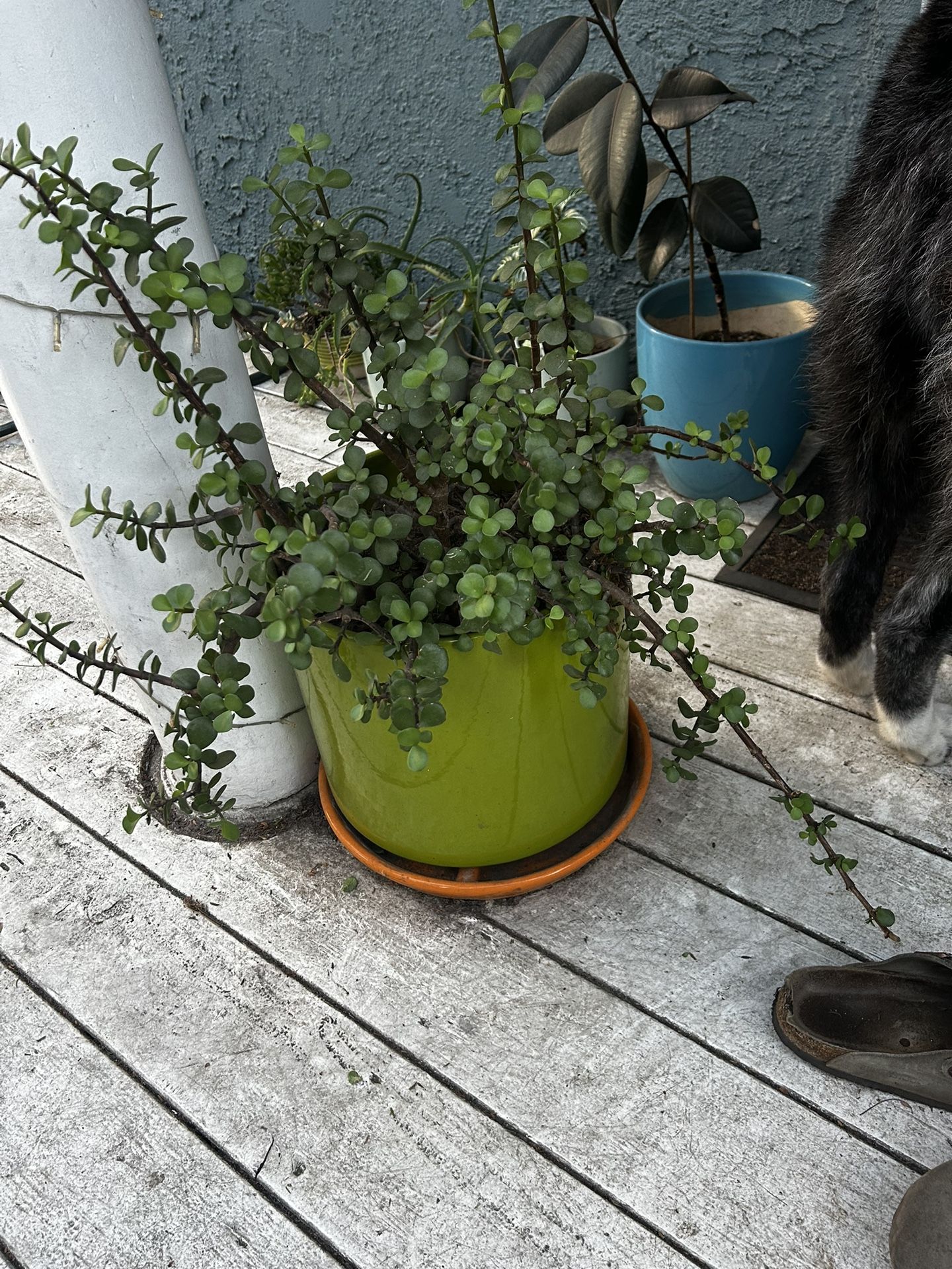 Potted And Hanging plants