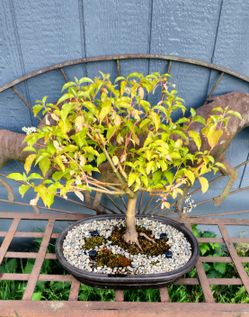 Mid-Winter Flame Dogwood Bonsai Tree for Sale in Rochester, WA - OfferUp