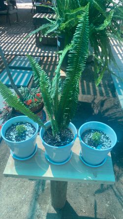 Plants fern 3 to pick from $10-$15 each