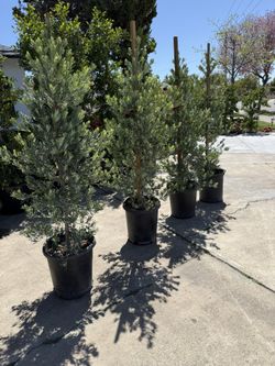 Blue Podacarpus Plants For Sale $80