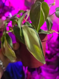 Philodendron 'Cream Splash' (Philodendron hederaceum).