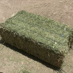 Free Alfalfa Hey