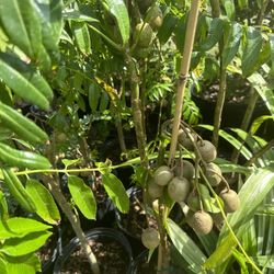 June Plum/ Golden Apple Plant Dwarf 