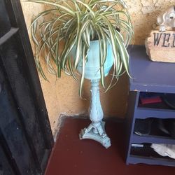 Planta Natural 