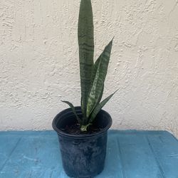 Snake plant (lengua de Suegra)  in 5 inch pot as pictured