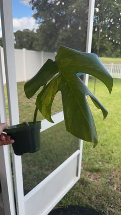 Monstera áurea