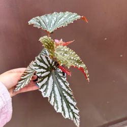4” begonia silver mist