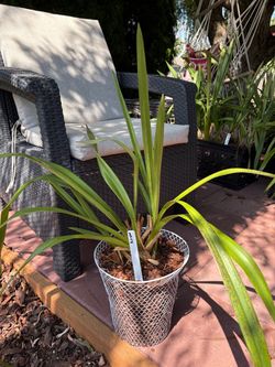 Cymbidium orchid B2