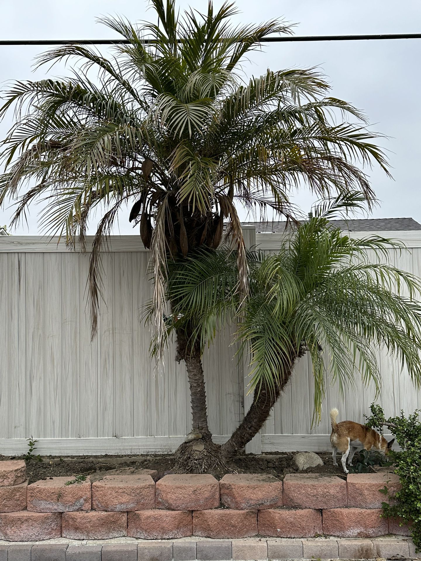 FREE - Mature Palms - 7-8 Feet Tall