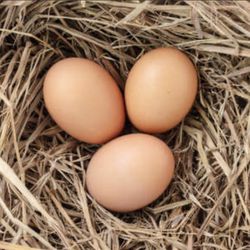 Fresh Organic  Eggs/ Huevos Orgánicos 