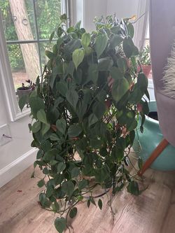 Heartleaf philodendron plant