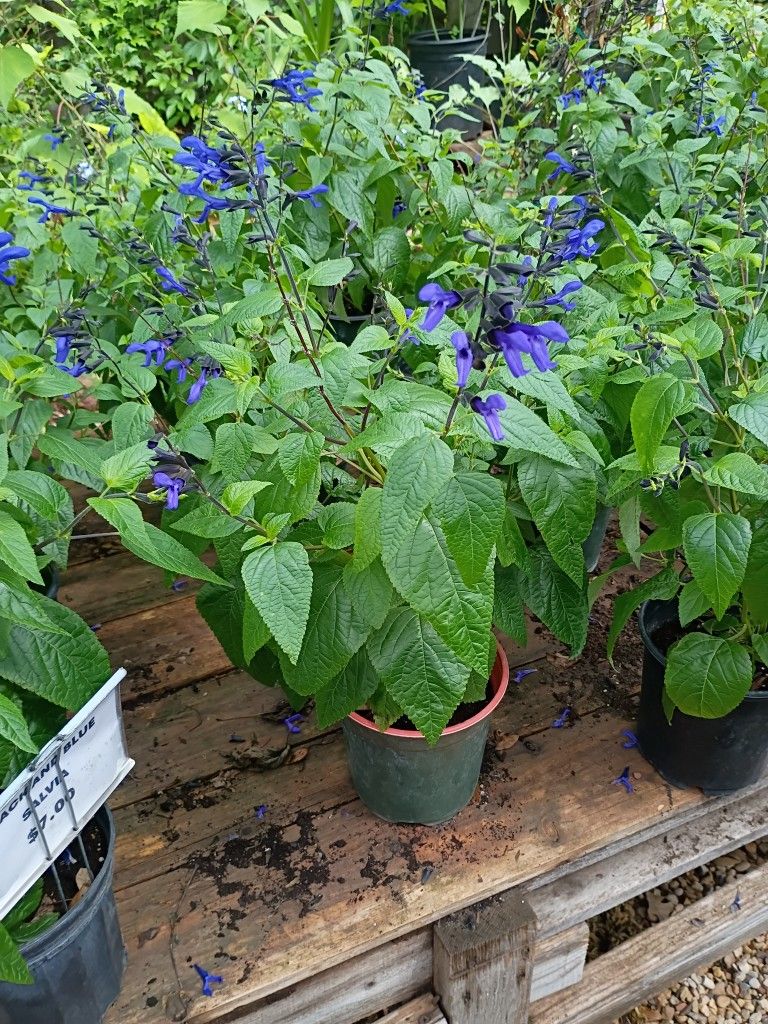 Plants