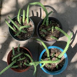 6” Unrooted Red Dragon Succulent Plant Easy To Care $8 Each 