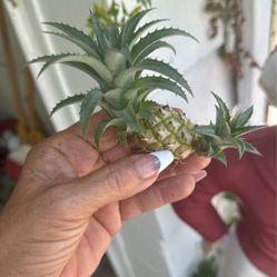 Mini Pineapple Plant 