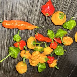 SUPER HOT Peppers. (Home Grown)
