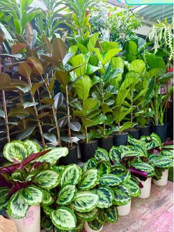 Plants (10”pot x 4ft tall🌿Fiddle leaf )with or w/o basket $25