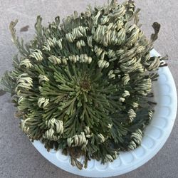 Rose Of Jericho 
